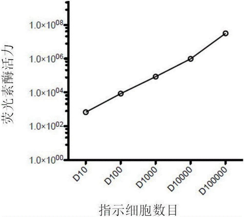 CAR-T cytotoxicity indicating vector