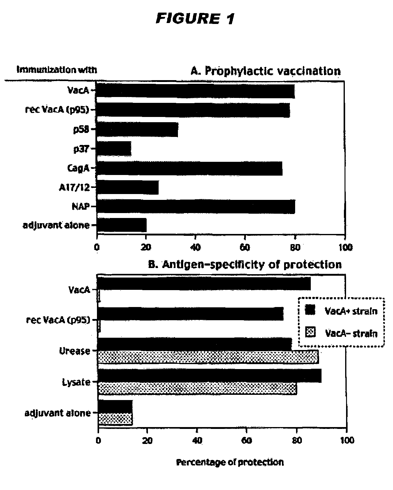 Helicobacter Pylori Vaccination