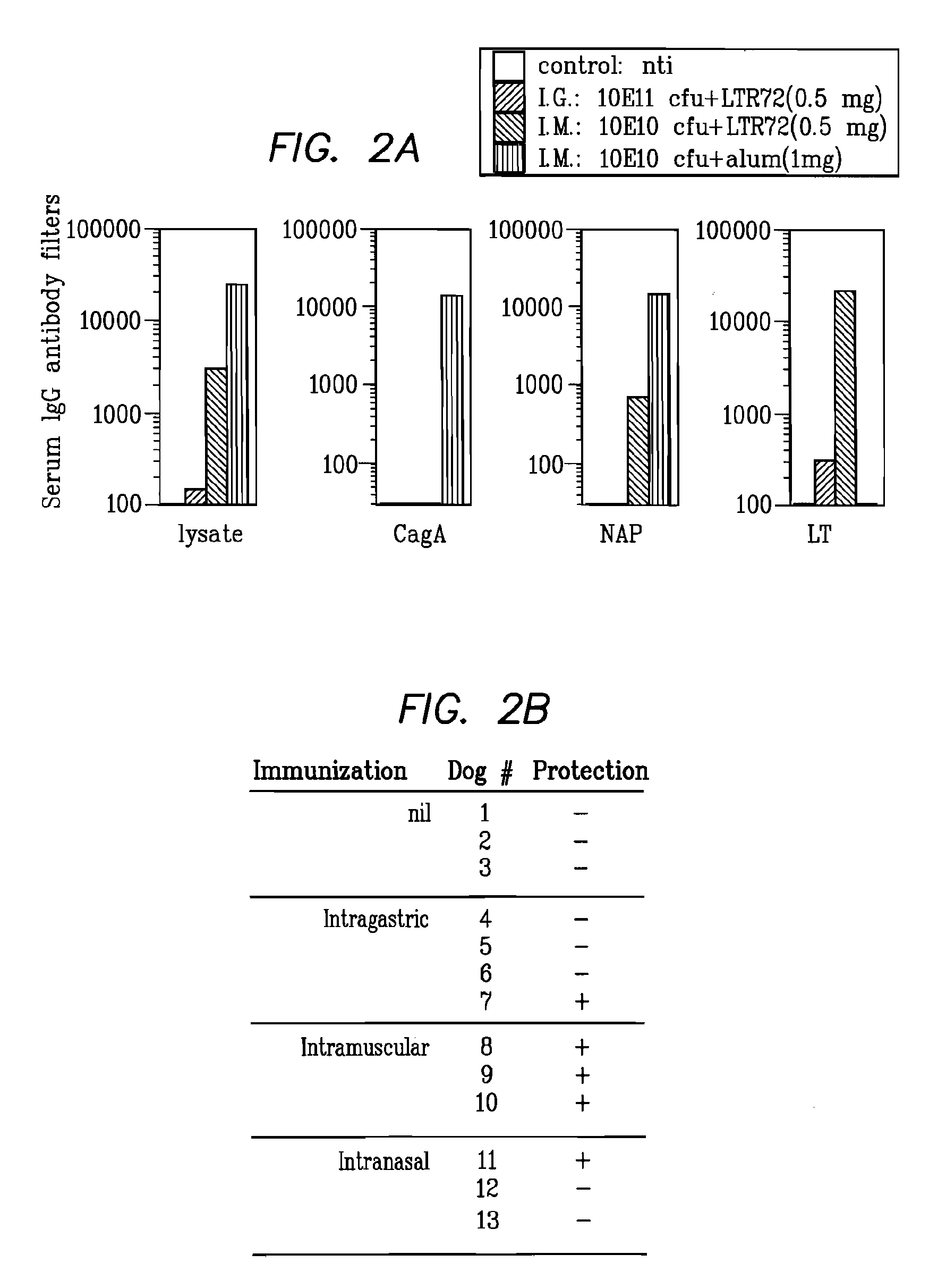 Helicobacter Pylori Vaccination