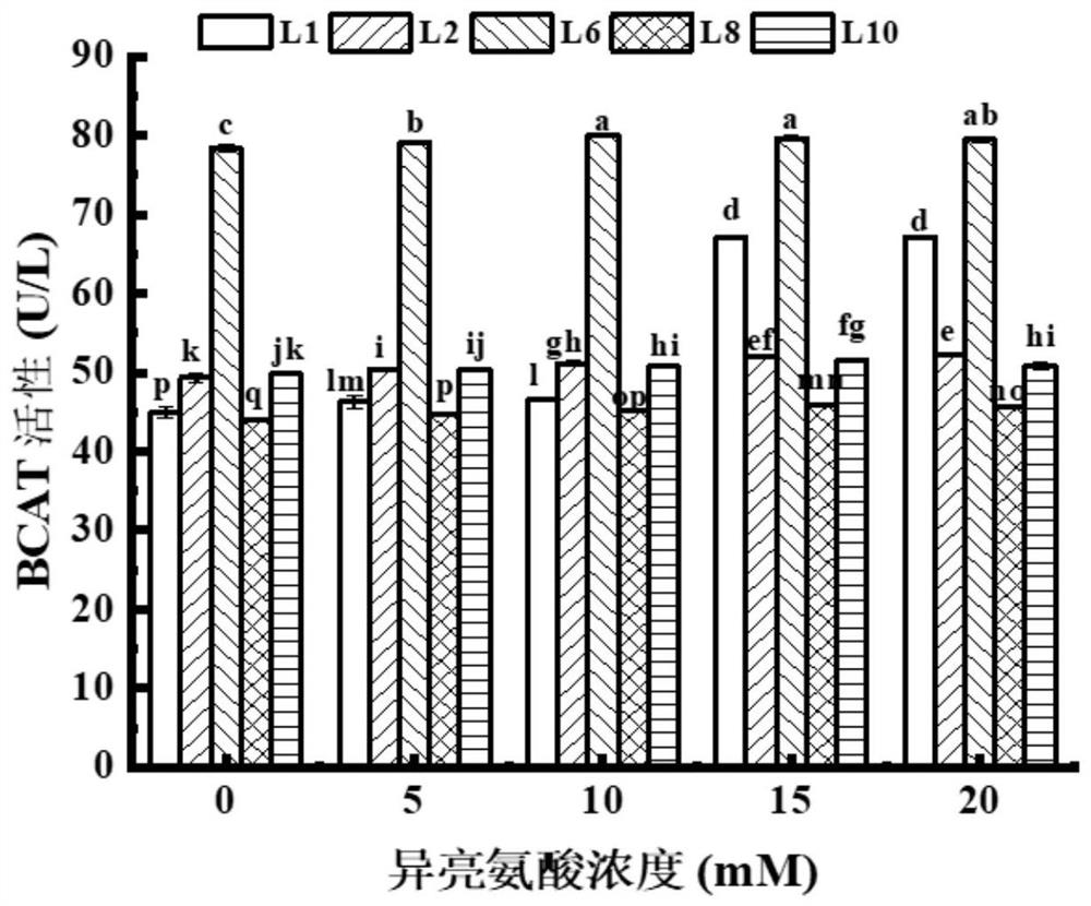 Lactobacillus fermentum YZU-06 and application thereof