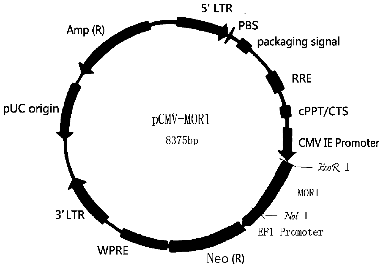 Detection method for opioid active substances based on cell dopamine release effect and detection kit for opioid active substance