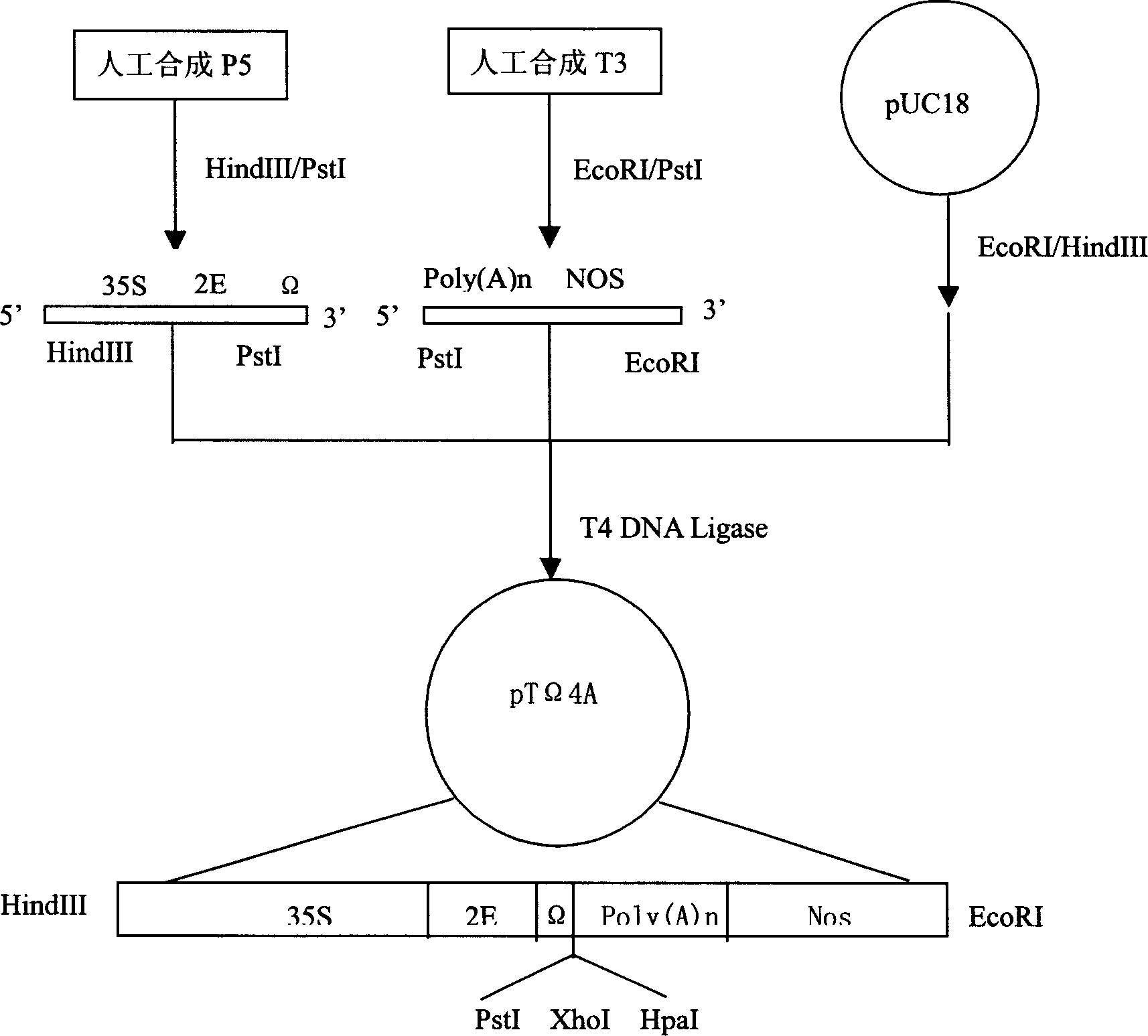 Nucleotide sequence encoding defence response gene of sea island cotton, plant expression vector and plant cell containing the sequence