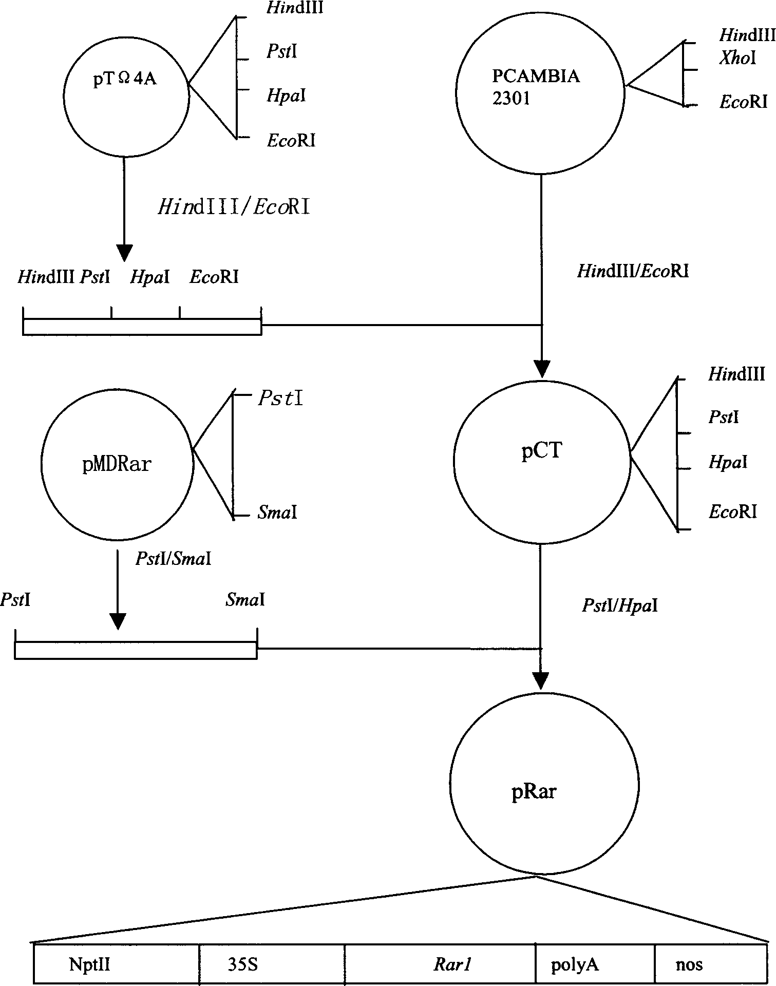 Nucleotide sequence encoding defence response gene of sea island cotton, plant expression vector and plant cell containing the sequence