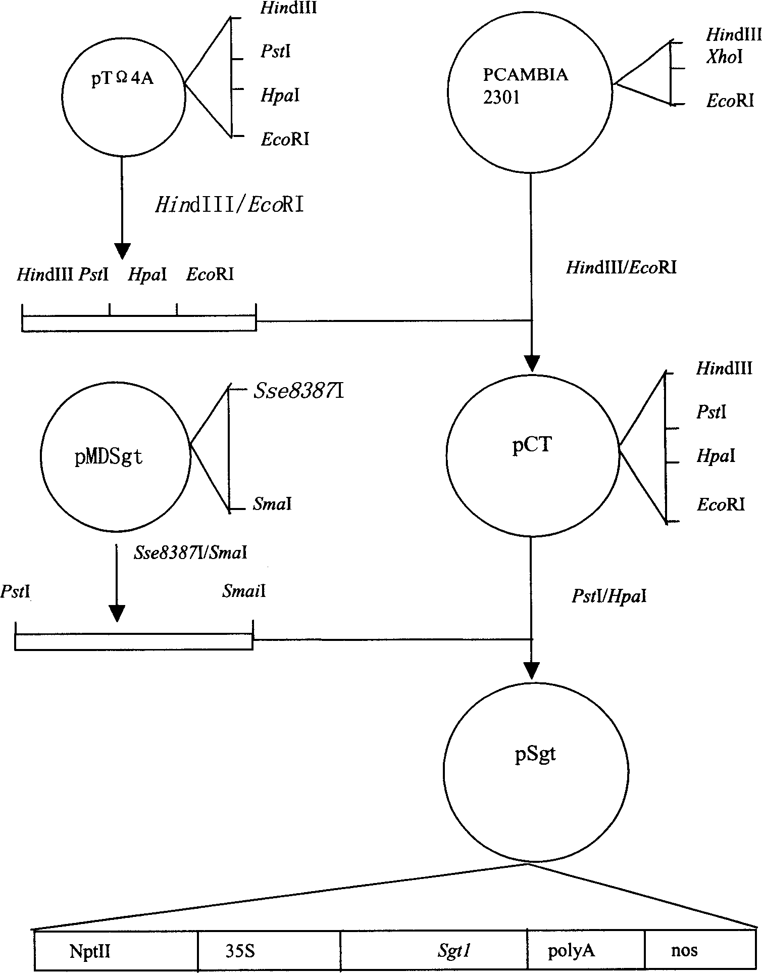 Nucleotide sequence encoding defence response gene of sea island cotton, plant expression vector and plant cell containing the sequence