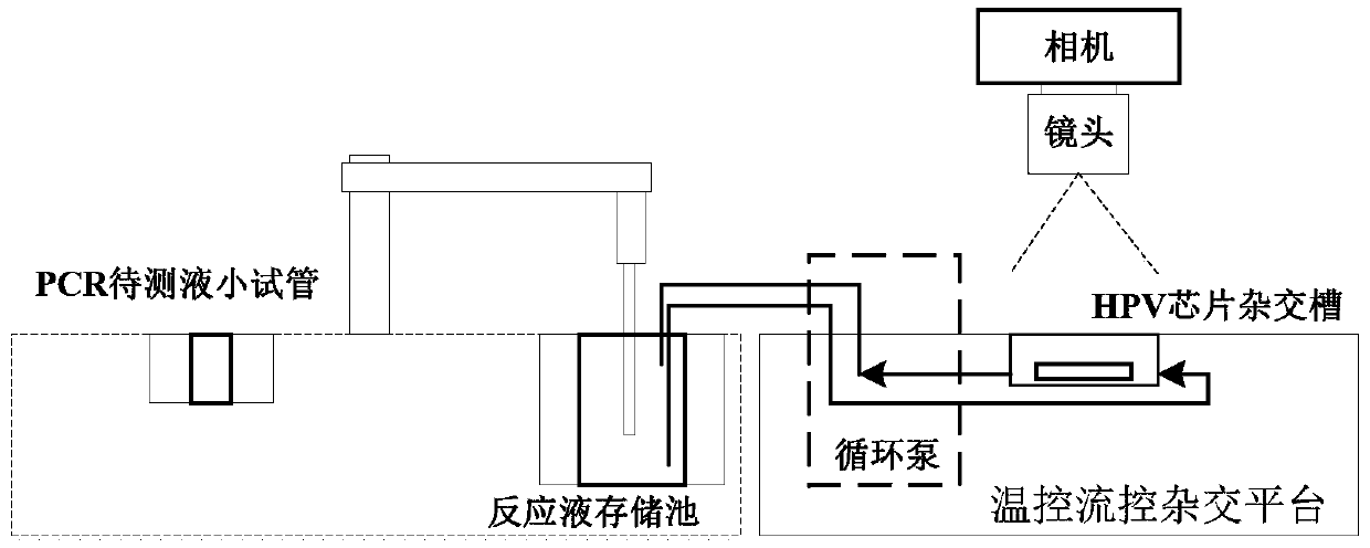 Fluidic HPV genotyping chip detection method