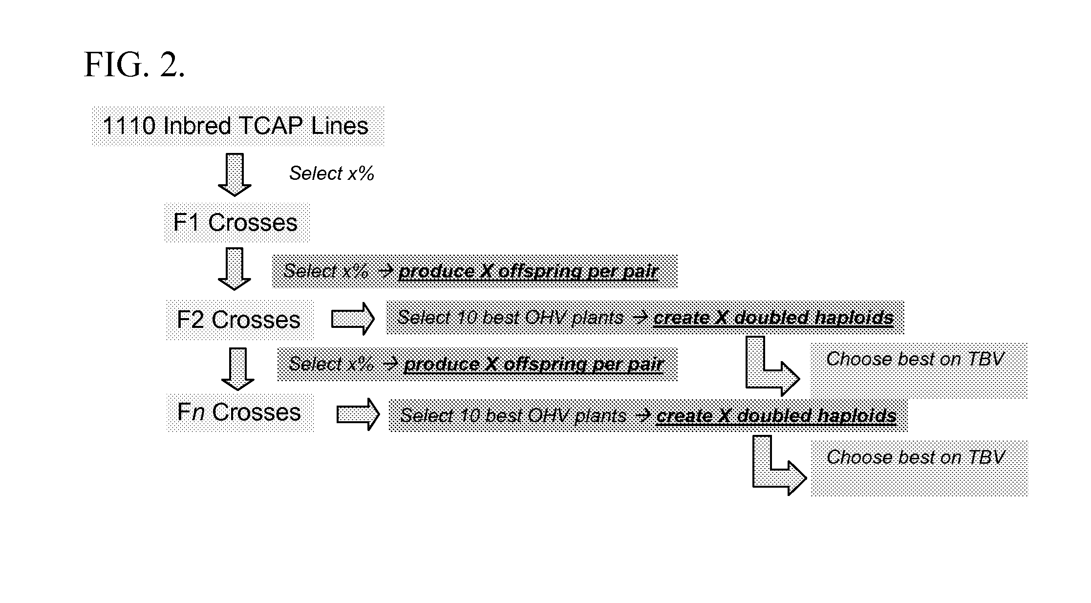 Selection based on optimal haploid value to create elite lines