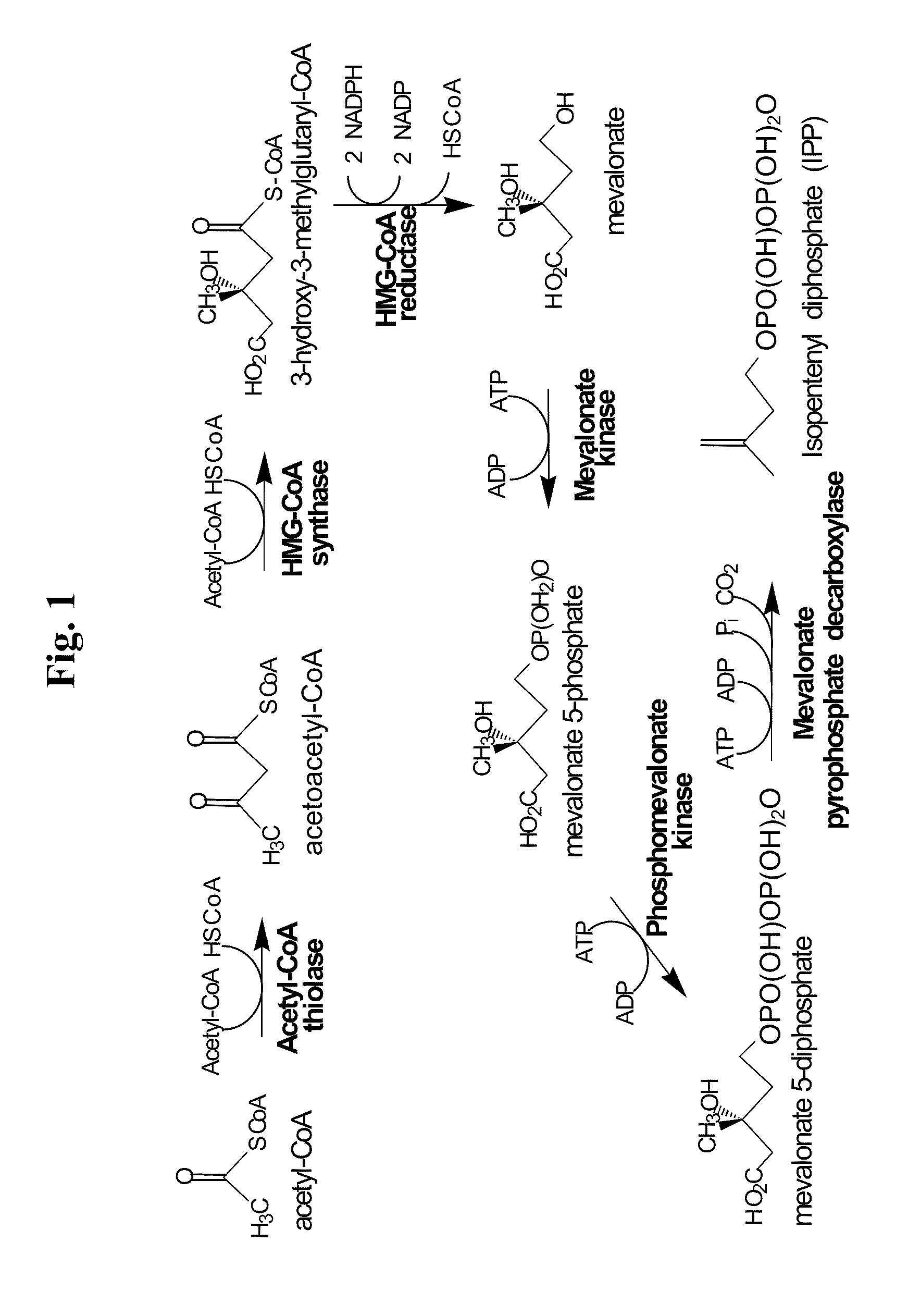 Fuel compositions comprising tetramethylcyclohexane