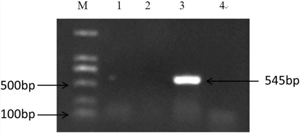 Purification method for single virus in avian leukemia virus mixed infection