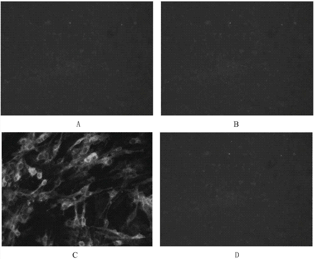 Purification method for single virus in avian leukemia virus mixed infection