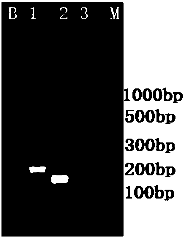 Nucleic acid, kit and method for simultaneous detection of yellow phytoplasma, canker pathogenic bacteria and leaf spot pathogenic bacteria