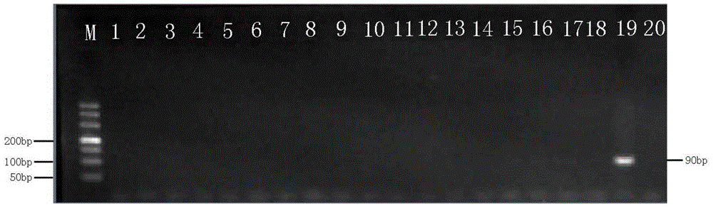 Nucleotide mts 90 and use thereof in tuberculosis diagnosis