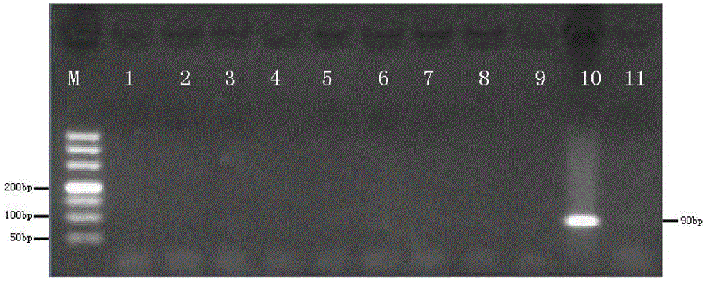 Nucleotide mts 90 and use thereof in tuberculosis diagnosis