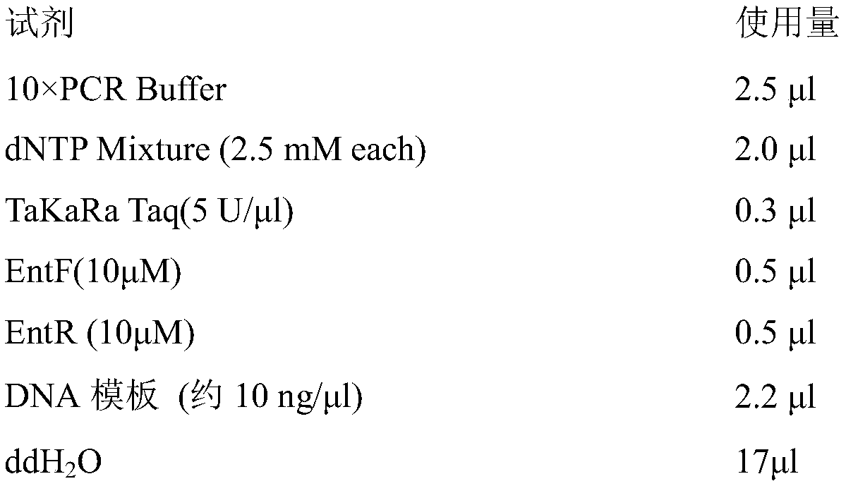 A primer and kit for early detection of intestinal microsporidia in grouper