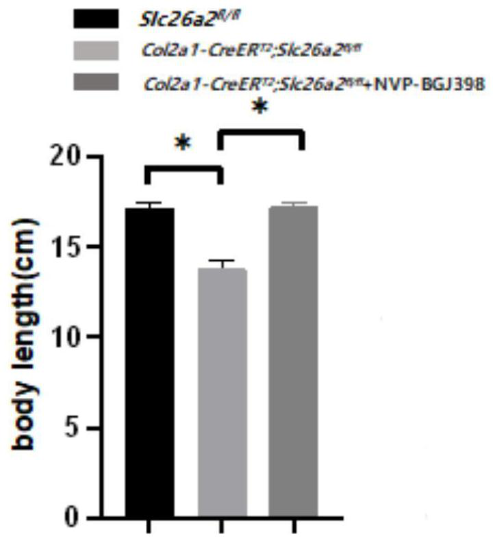 Application of NVP-BGJ398 in preparation of medicine for treating rMED