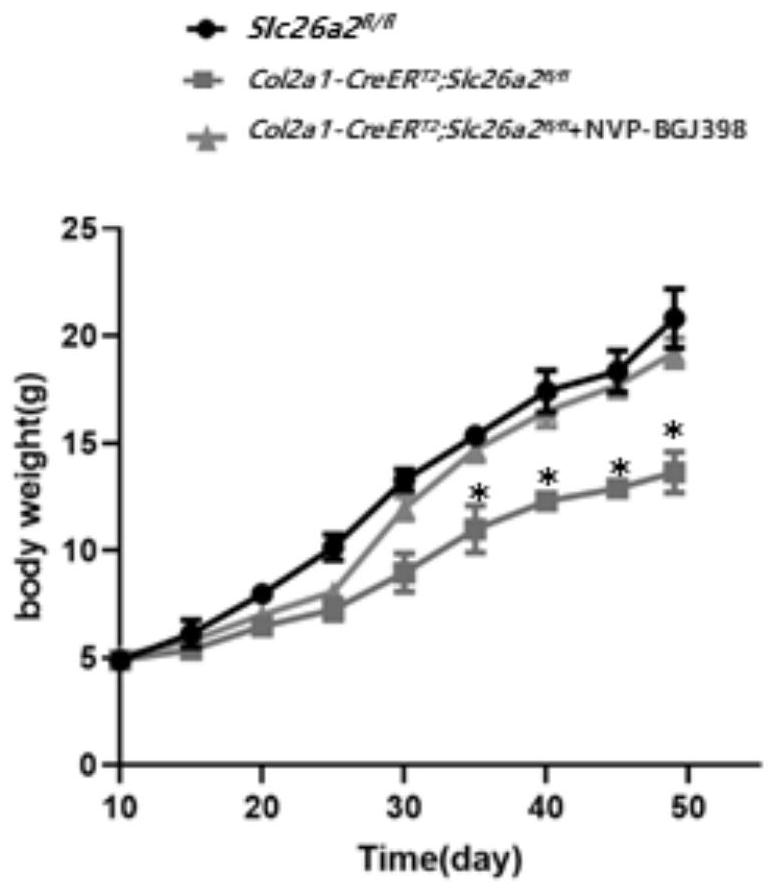 Application of NVP-BGJ398 in preparation of medicine for treating rMED