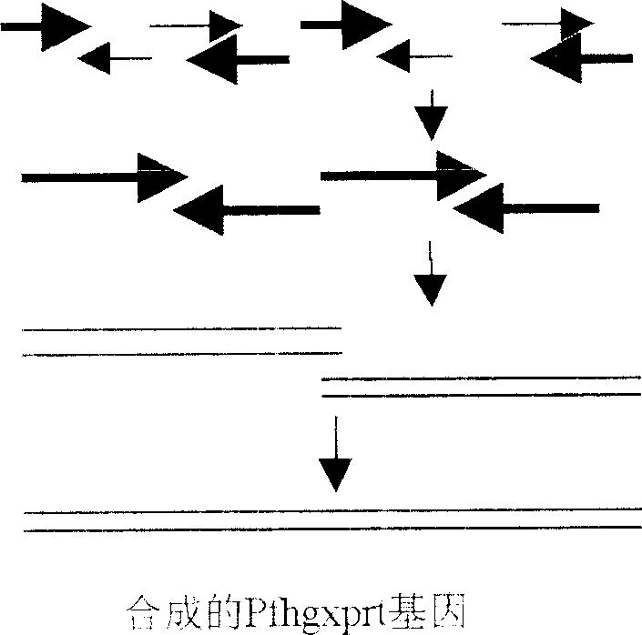 Recombinant malignant malarial parasite hypoxanthine-guanine-xanthine phosphoribosyl transferase and its preparing method and use