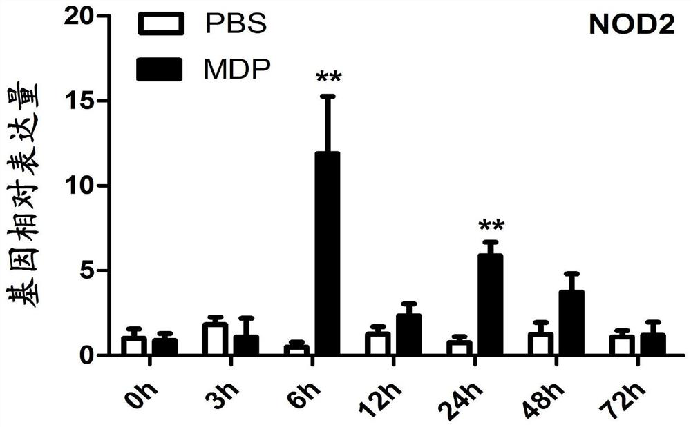 Grass carp bacteria small peptide recognition receptor as well as preparation method and application thereof