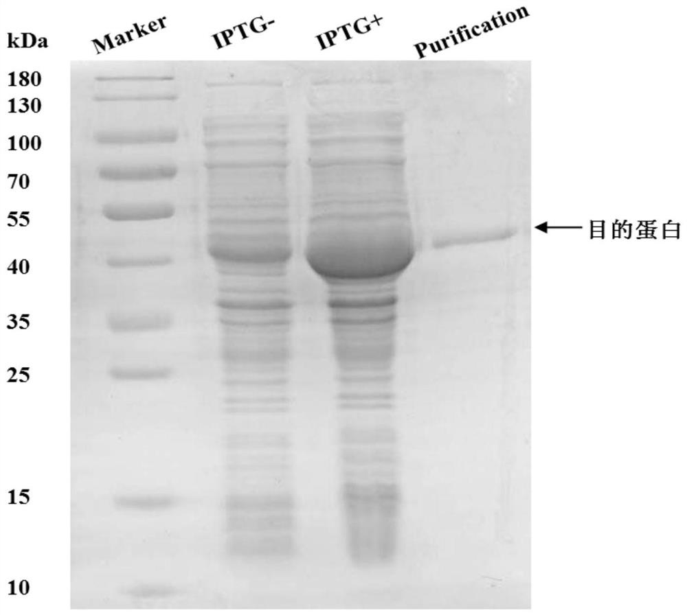 Grass carp bacteria small peptide recognition receptor as well as preparation method and application thereof