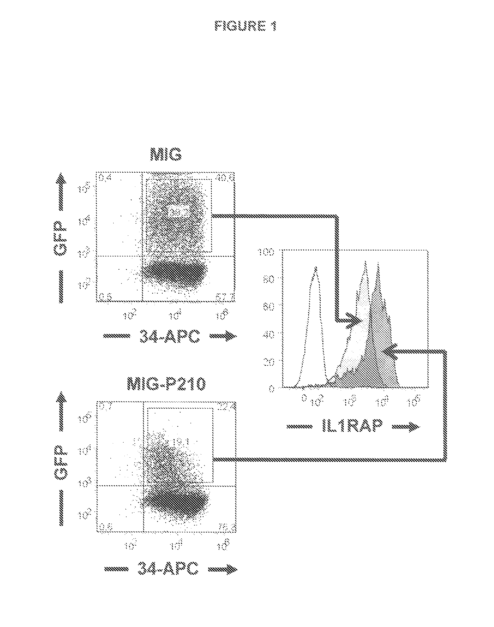 Anti-IL1RAP Antibodies and Their Use for Treating Human