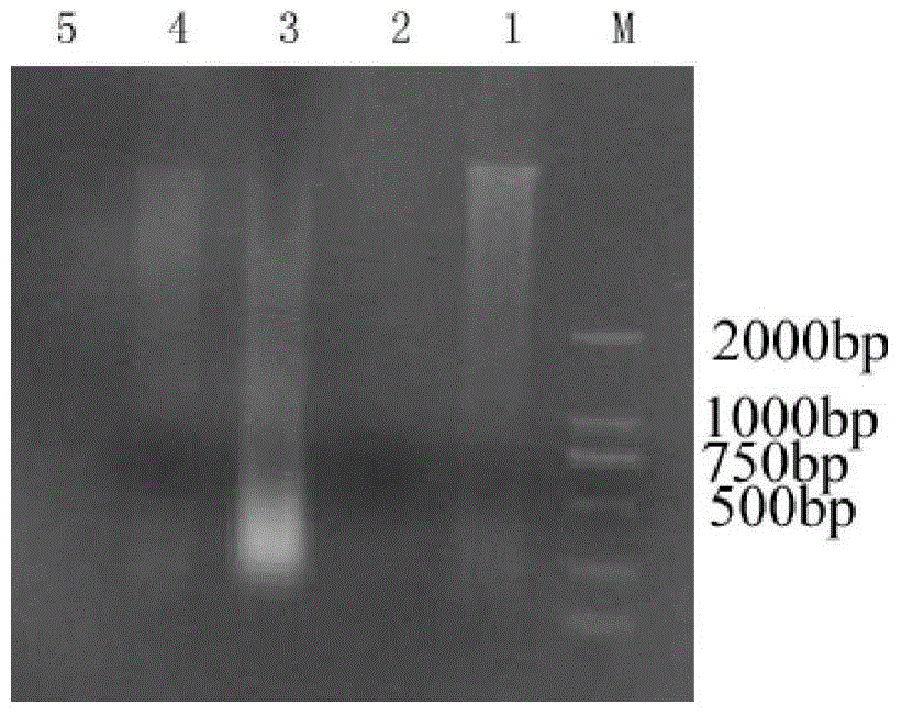 Verification method of sea horses