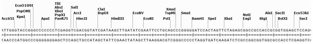 Genetic reference material for gene detection of alpha-thalassemia and preparation method thereof