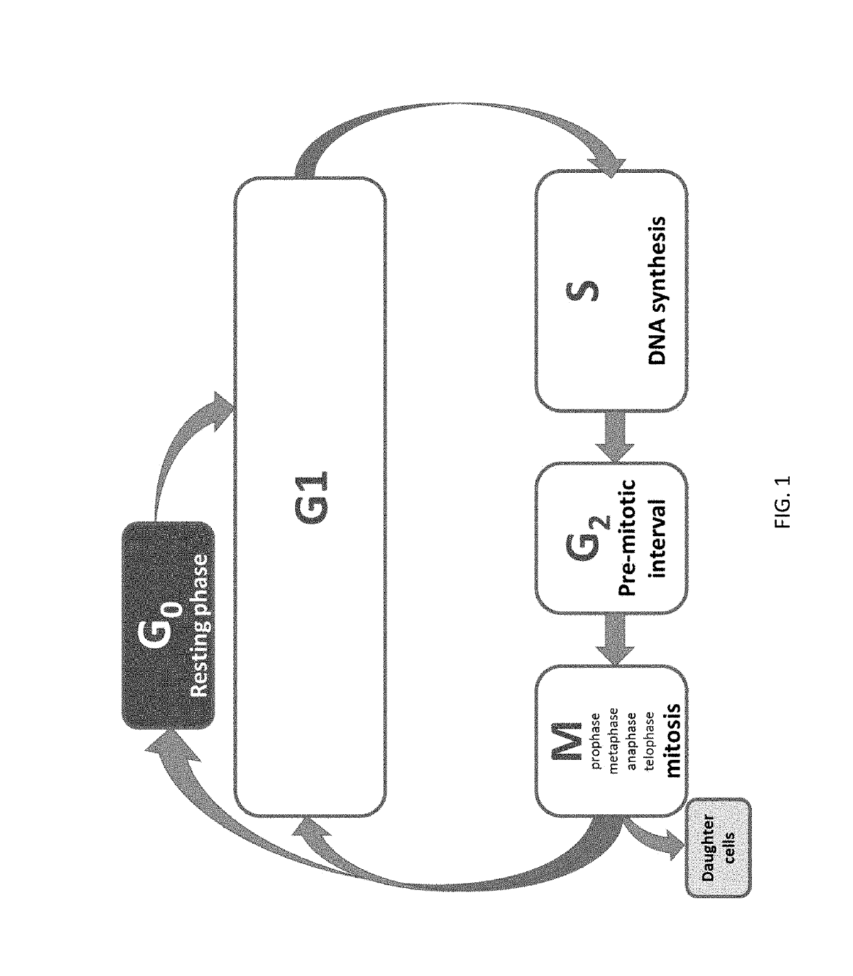 Combinations for the treatment of neoplasms using quiescent cell targeting and inhibitors of mitosis