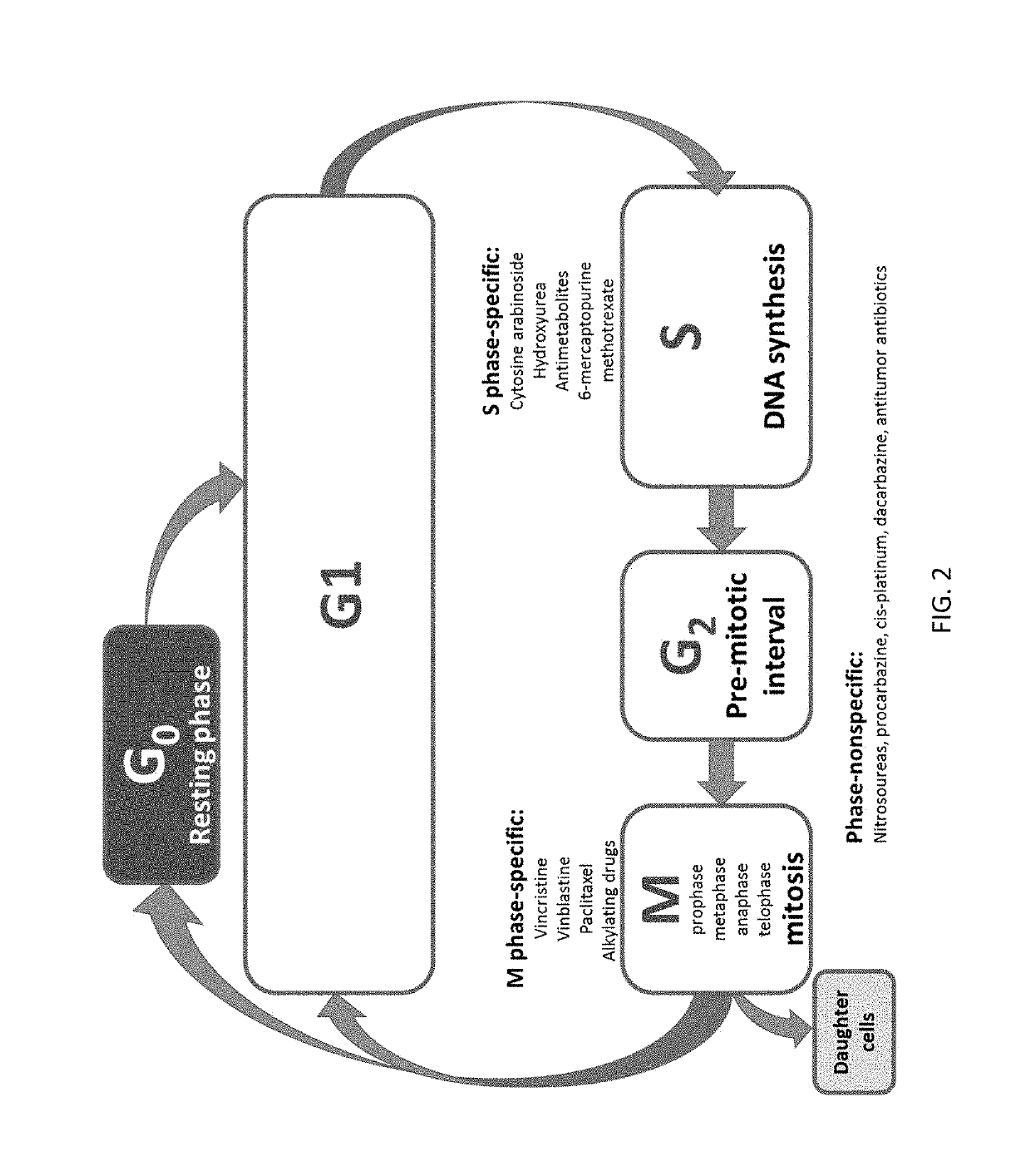 Combinations for the treatment of neoplasms using quiescent cell targeting and inhibitors of mitosis