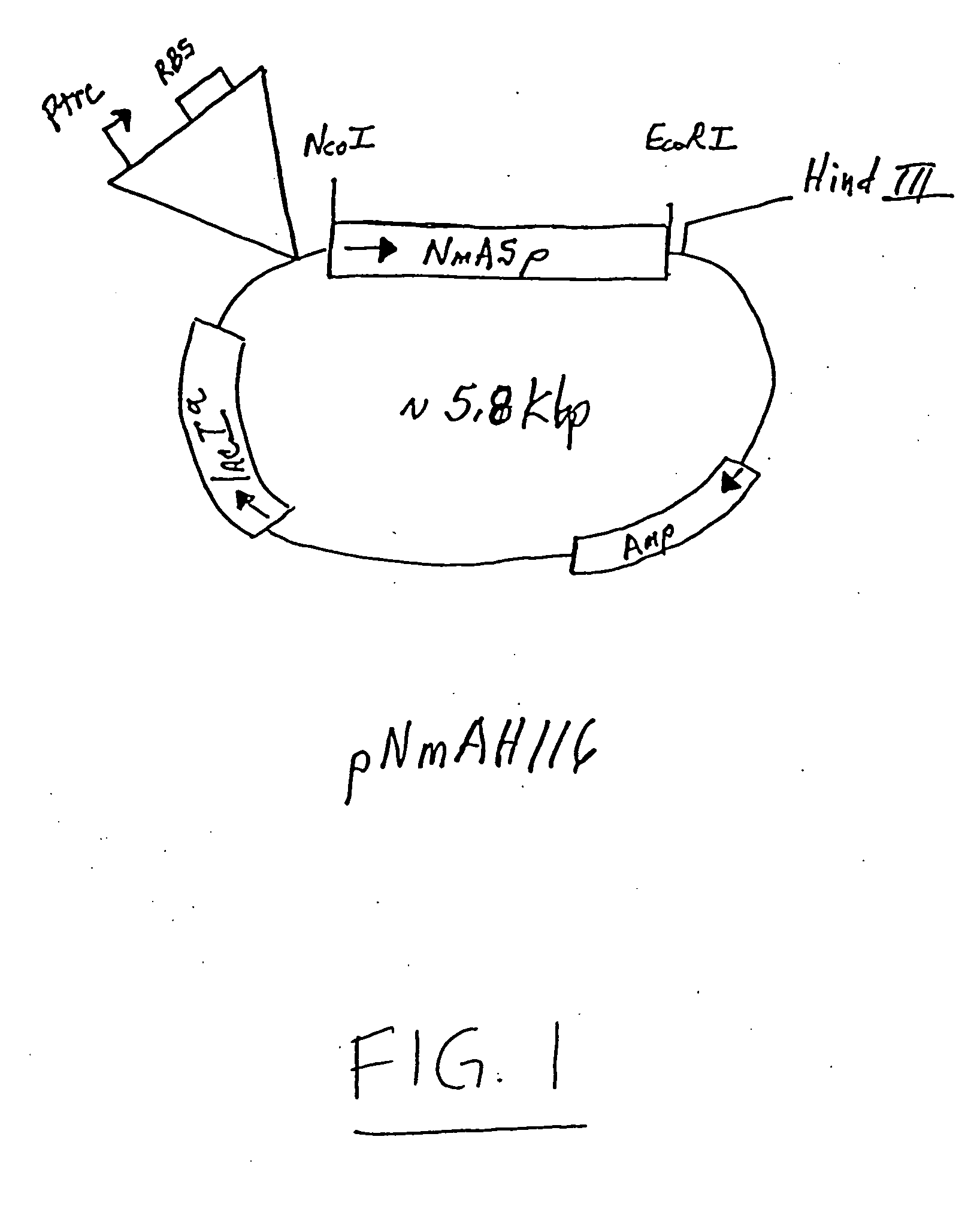 Neisseria meningitidis polypeptide, nucleic acid sequence and uses thereof