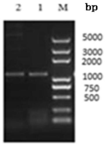 Vaccine vector preventing FAdV-4 and NDV and preparation method and application of vaccine vector