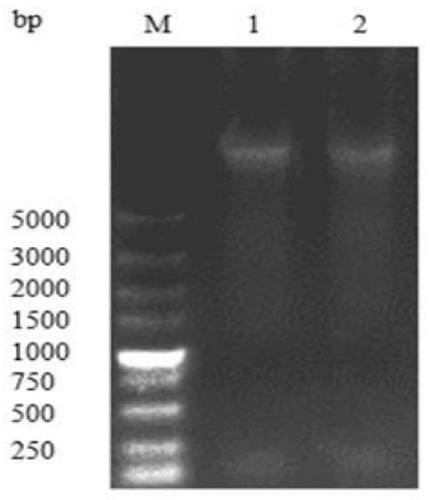 Vaccine vector preventing FAdV-4 and NDV and preparation method and application of vaccine vector