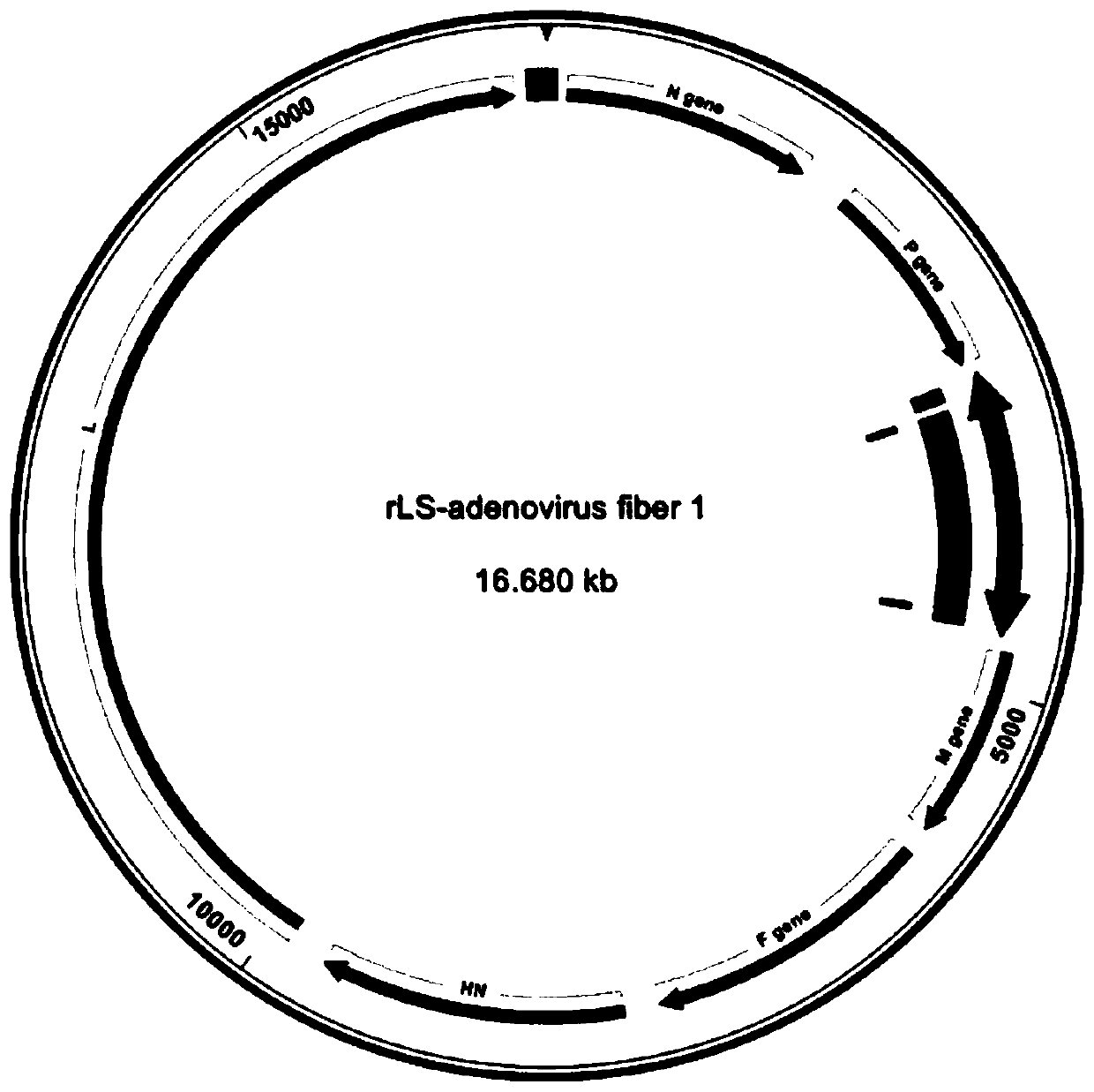 Vaccine vector preventing FAdV-4 and NDV and preparation method and application of vaccine vector