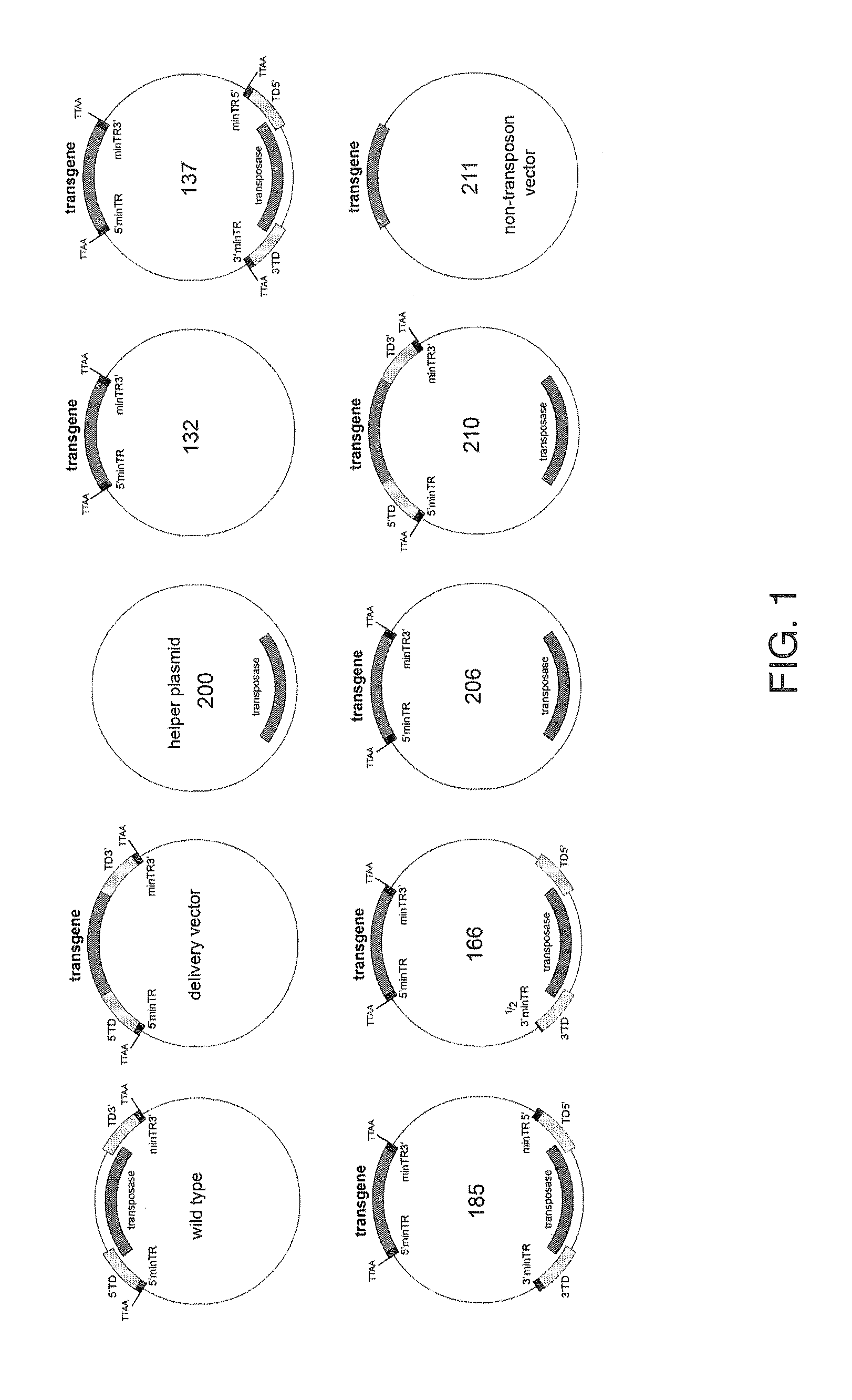 Minimal piggybac vectors for genome integration