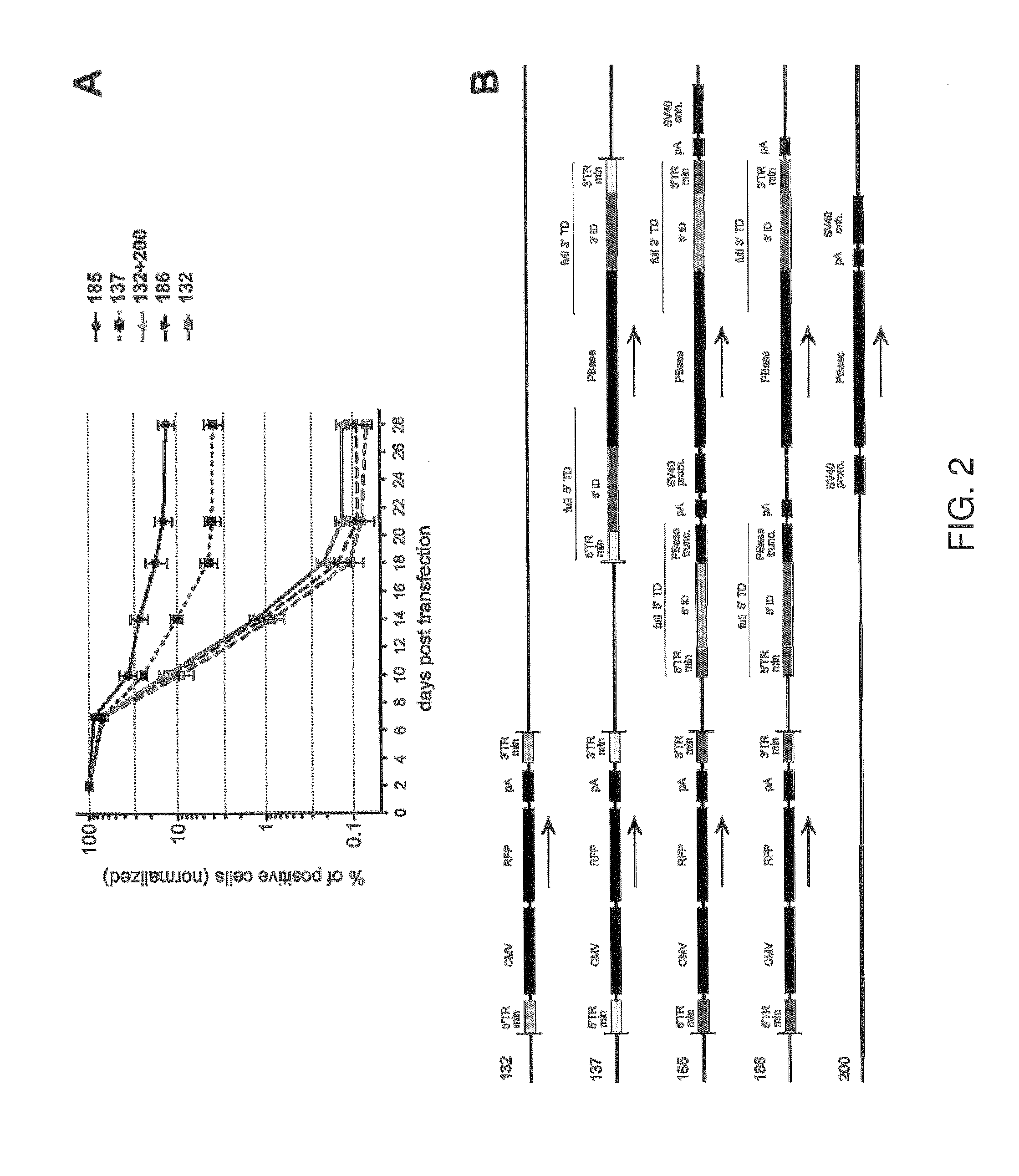 Minimal piggybac vectors for genome integration