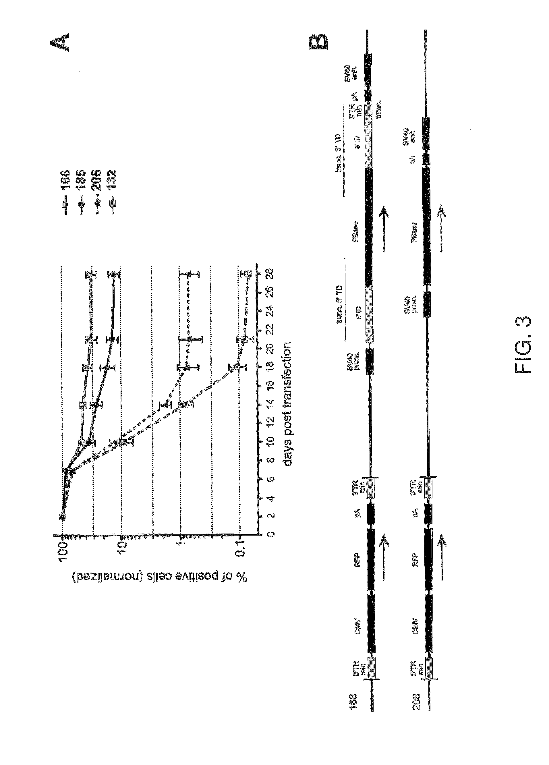 Minimal piggybac vectors for genome integration