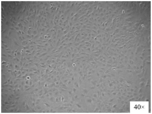 Construction method for hepatic progenitor cell-like cell bank and cell lines prepared by method and applications of cell bank and cell lines