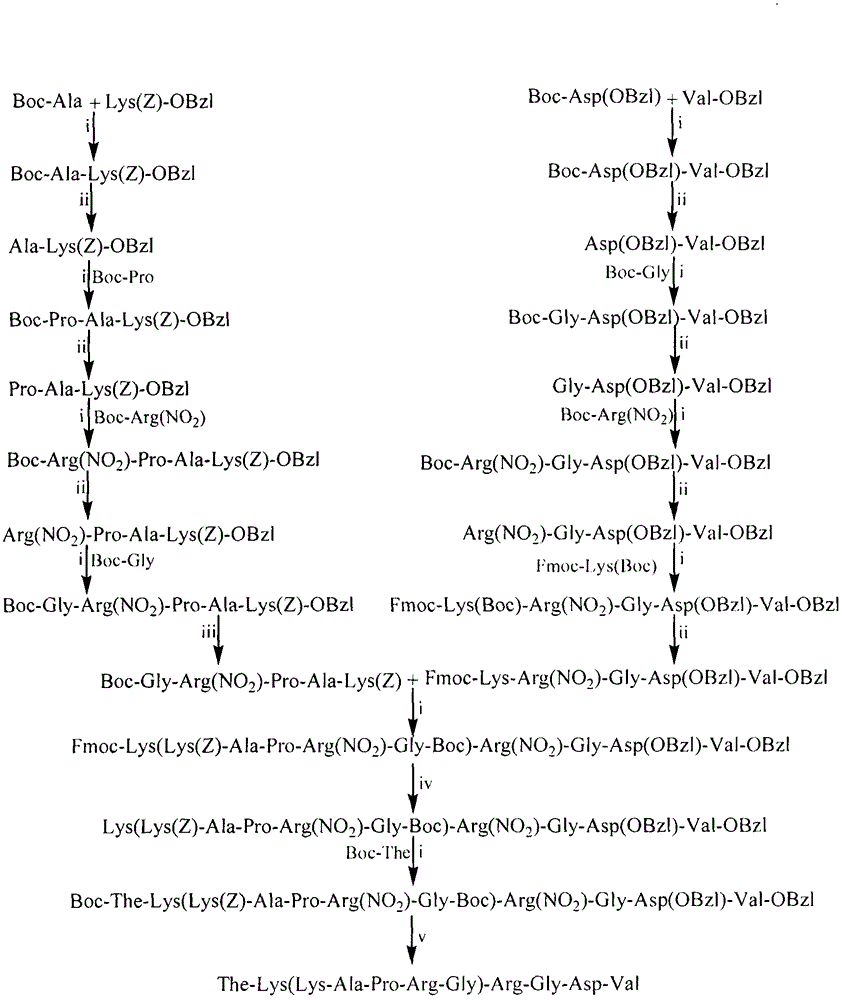 The-K(KAPRG)RGDV hendeca-peptide, as well as preparation, activity and application thereof