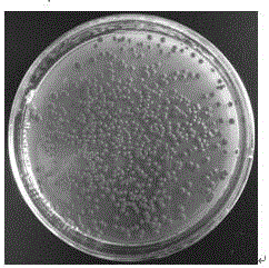 Rhodococcus ruber for generating natural haematochrome and preparation method and application thereof