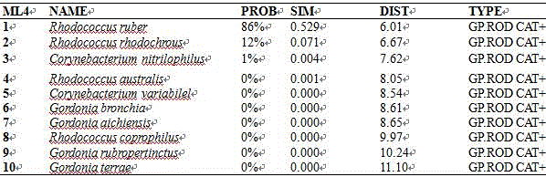 Rhodococcus ruber for generating natural haematochrome and preparation method and application thereof