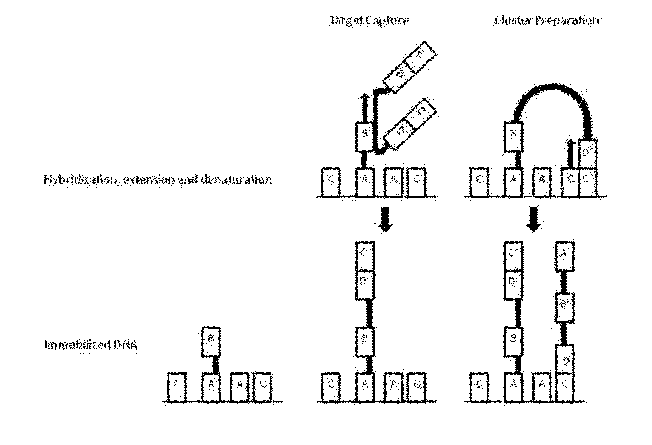 Apparatus and methods for high-throughput sequencing