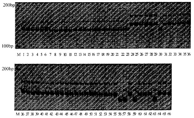 Method for screening specific molecular markers of rice fertility restorer genes