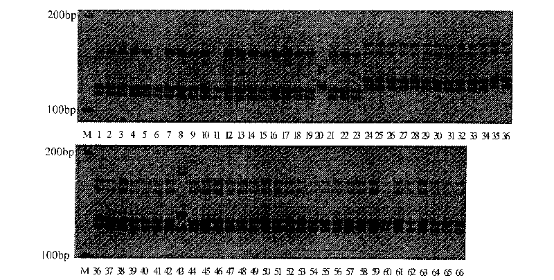 Method for screening specific molecular markers of rice fertility restorer genes