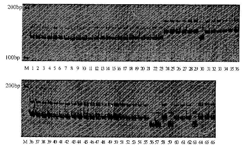 Method for screening specific molecular markers of rice fertility restorer genes