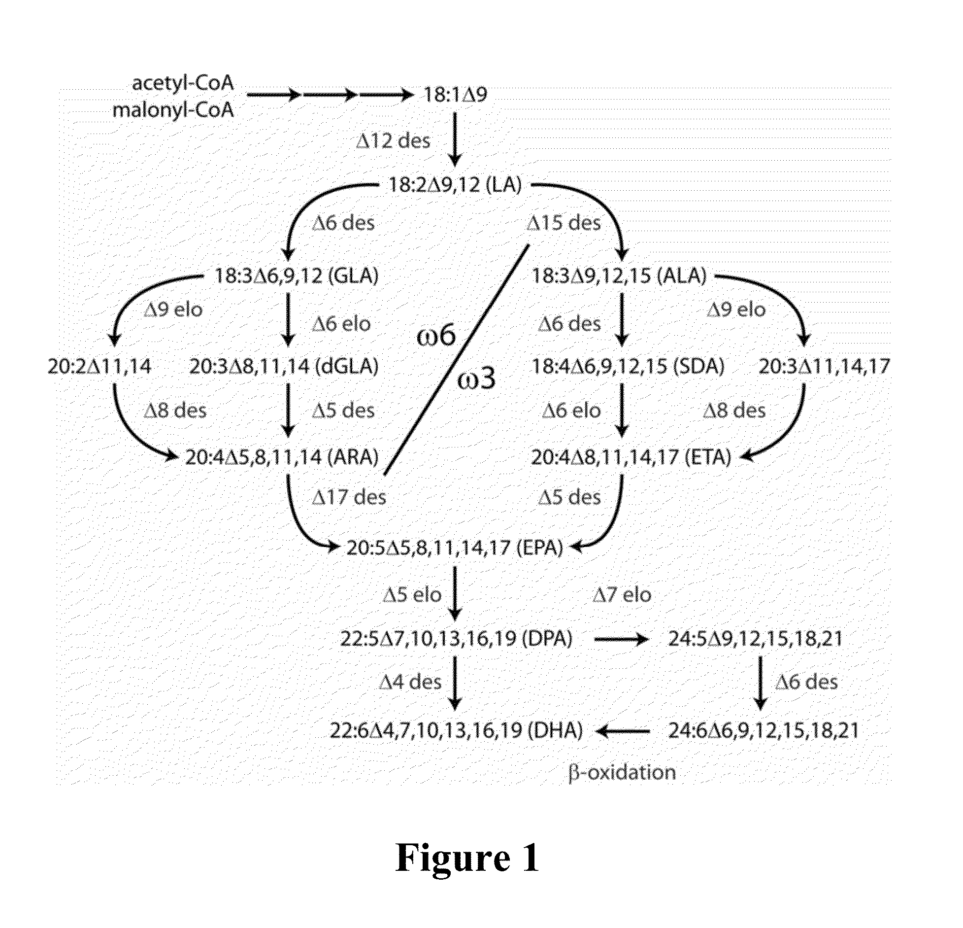 Lipid comprising docosapentaenoic acid