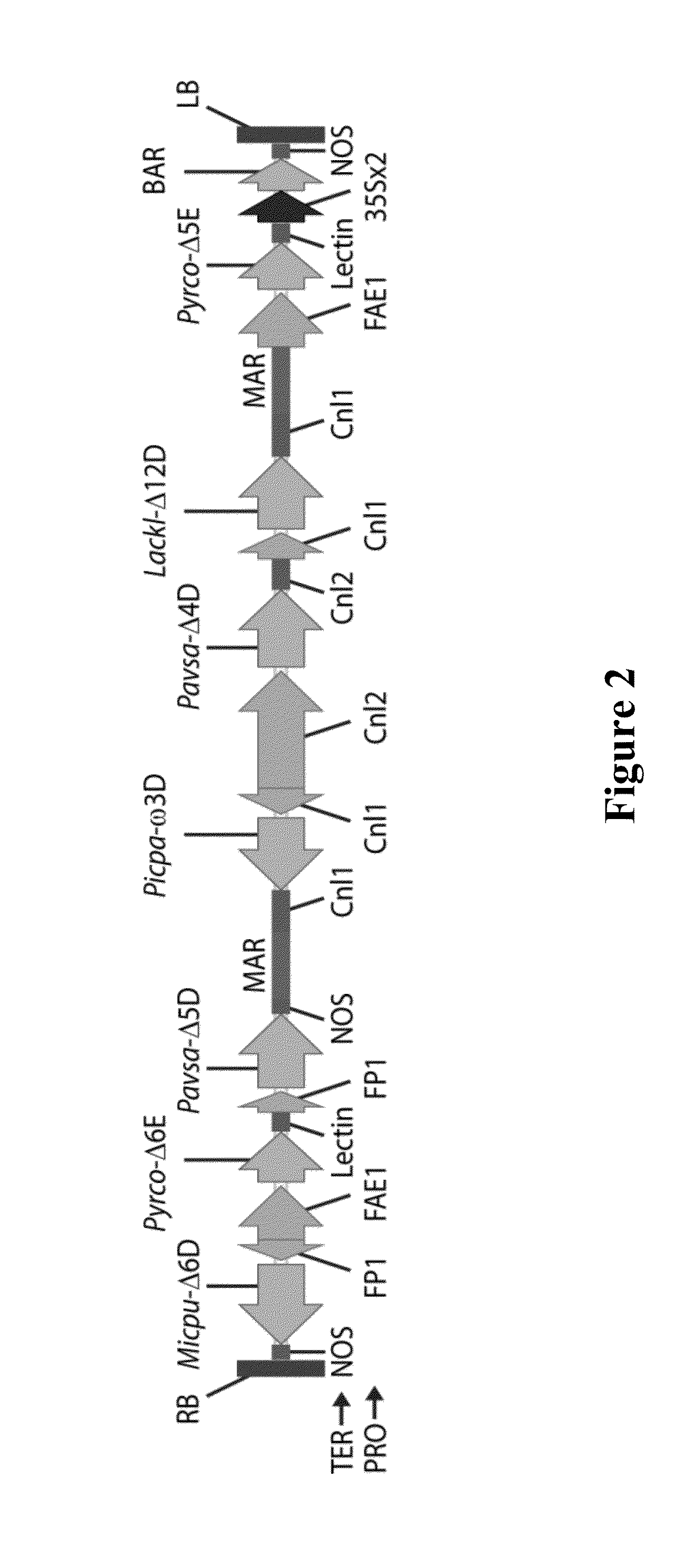 Lipid comprising docosapentaenoic acid