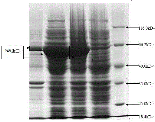 A kind of Mycoplasma bovis antibody detection reagent and preparation method thereof