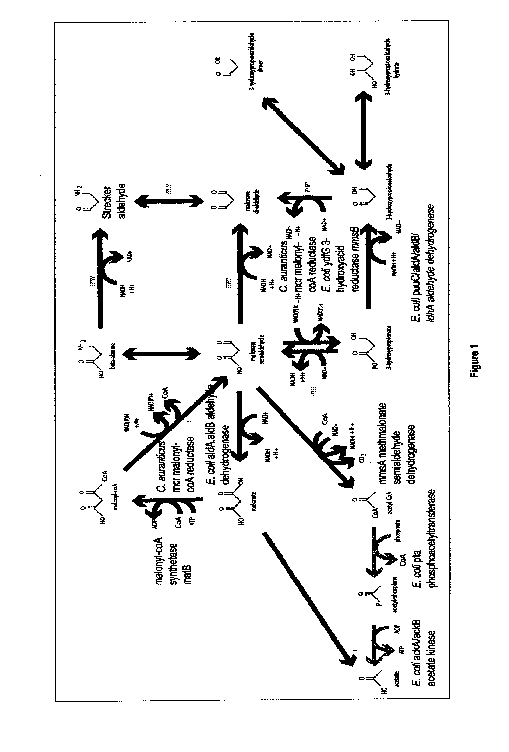 Methods, Systems And Compositions Related To Reduction Of Conversions Of Microbially Produced 3-Hydroxyproplonic Acid (3-HP) To Aldehyde Metabolites