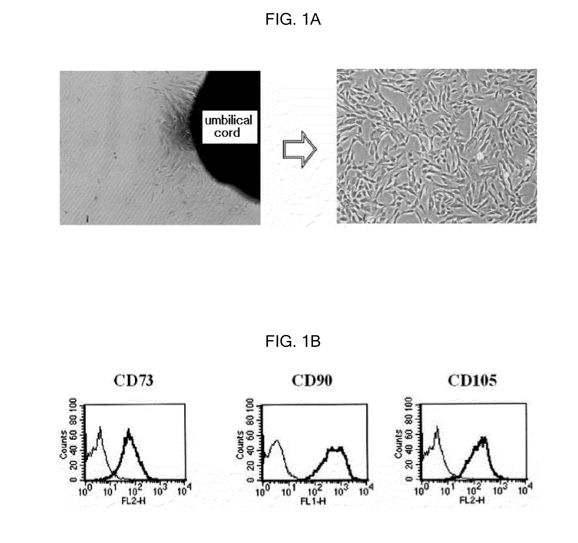 Method For The Preparation Of Dermal Papilla Tissue Employing Mesenchymal Stem Cells