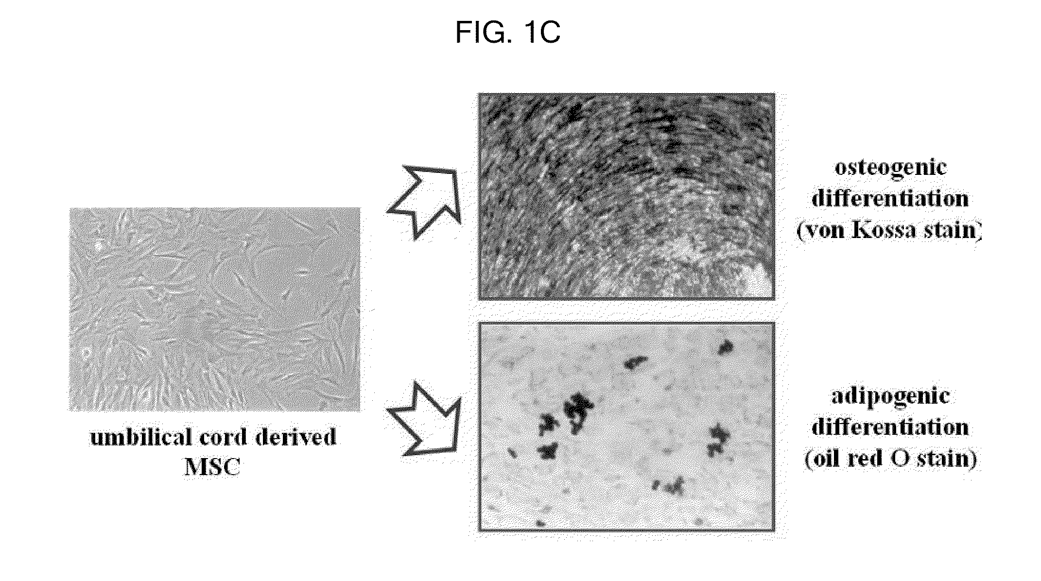 Method For The Preparation Of Dermal Papilla Tissue Employing Mesenchymal Stem Cells