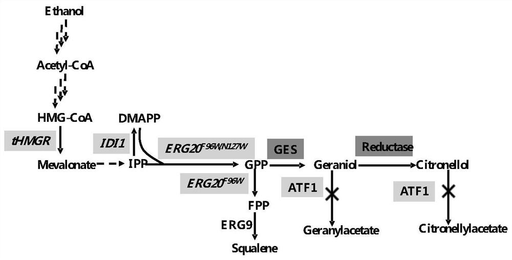 Yeast genetically engineered strain for high yield of citronellol as well as construction method and fermentation method of yeast genetically engineered strain