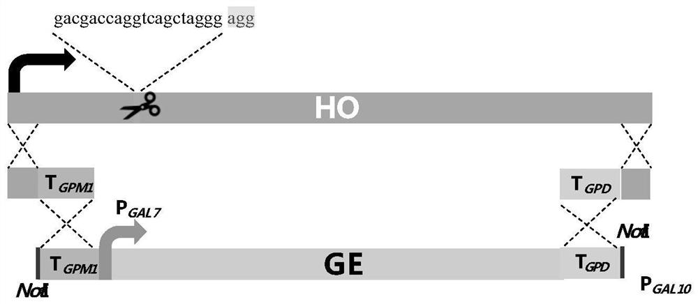 Yeast genetically engineered strain for high yield of citronellol as well as construction method and fermentation method of yeast genetically engineered strain